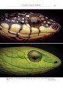 A Field Guide to the Reptiles and Amphibians of Kenya