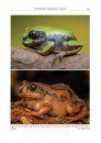 A Field Guide to the Reptiles and Amphibians of Kenya