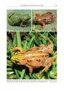 A Field Guide to the Reptiles and Amphibians of Kenya