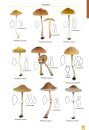Mushrooms and Toadstools of Britain & Europe, Volume 4
