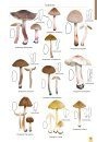 Mushrooms and Toadstools of Britain & Europe, Volume 4