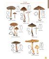 Mushrooms and Toadstools of Britain & Europe, Volume 4