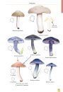 Mushrooms and Toadstools of Britain & Europe, Volume 4