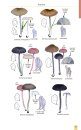 Mushrooms and Toadstools of Britain & Europe, Volume 4