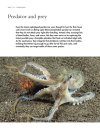 The Lives of Octopuses & Their Relatives