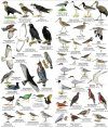 Costa Rica: Birds of the Pacific Rain Forest [English / Spanish]
