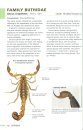 Field Guide to Scorpions of South Africa