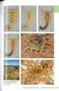 Field Guide to Scorpions of South Africa