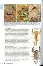 Field Guide to Scorpions of South Africa