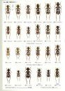 The Longhorn Beetles of Japan (2) [Japanese]