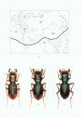 The Beetles of the World, Volume 13: Cicindelidae (Part 1)