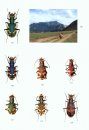 The Beetles of the World, Volume 13: Cicindelidae (Part 1)