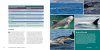 Encyclopedia of Whales, Dolphins and Porpoises