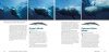 Encyclopedia of Whales, Dolphins and Porpoises