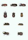 The Beetles of the World, Volume 14: Dynastidae Américains [English / French]