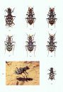 The Beetles of the World, Volume 15: Cicindelidae (Part 2)