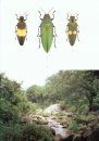 The Beetles of the World, Volume 16: Chrysochroini (Part 1)