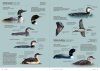 Aves de Europa: Identificación de Todas las Especies y Plumajes [Handbook of European Birds: All Characteristics in Pictures] (2-Volume Set)
