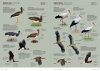 Aves de Europa: Identificación de Todas las Especies y Plumajes [Handbook of European Birds: All Characteristics in Pictures] (2-Volume Set)