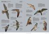 Aves de Europa: Identificación de Todas las Especies y Plumajes [Handbook of European Birds: All Characteristics in Pictures] (2-Volume Set)
