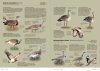 Aves de Europa: Identificación de Todas las Especies y Plumajes [Handbook of European Birds: All Characteristics in Pictures] (2-Volume Set)