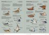 Aves de Europa: Identificación de Todas las Especies y Plumajes [Handbook of European Birds: All Characteristics in Pictures] (2-Volume Set)