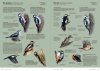 Aves de Europa: Identificación de Todas las Especies y Plumajes [Handbook of European Birds: All Characteristics in Pictures] (2-Volume Set)