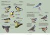 Aves de Europa: Identificación de Todas las Especies y Plumajes [Handbook of European Birds: All Characteristics in Pictures] (2-Volume Set)