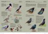 Aves de Europa: Identificación de Todas las Especies y Plumajes [Handbook of European Birds: All Characteristics in Pictures] (2-Volume Set)