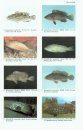 Revision of the Indo-Pacific Groupers (Perciformes: Serranidae: Epinephelinae), with Descriptions of Five New Species