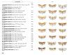Moths of Europe, Volume 7