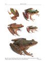 Amphibians of Cambodia
