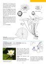Aquatic Plants of Northern and Central Europe including Britain and Ireland