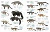 All the Mammals of the World