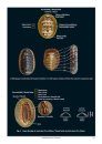 Compendium of Chitons [English / French]