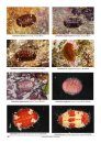 Compendium of Chitons [English / French]