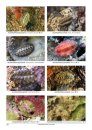 Compendium of Chitons [English / French]