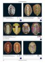 Compendium of Chitons [English / French]