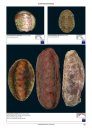 Compendium of Chitons [English / French]