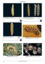 Compendium of Chitons [English / French]