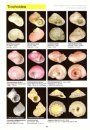 Madagascar: Atlas of Seashells / Madagascar: Atlante delle Conchiglie Marine