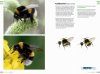 Veldgids Hommels van Nederland en België [Field Guide to Bumblebees of the Netherlands and Belgium]
