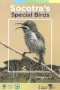 Socotra's Special Birds