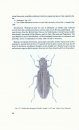 The Hydrophiloidea (Coleoptera) of Fennoscandia and Denmark