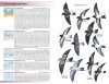 Field Guide to Birds of Greater Southern Africa