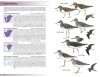 Field Guide to Birds of Greater Southern Africa