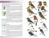 Field Guide to Birds of Greater Southern Africa