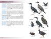 Field Guide to Birds of Greater Southern Africa