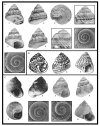 Censimento della Malacofauna Calabriana Italiana, Gasteropodi 1 [Census of the Italian Calabrian Malacofauna, Gastropods 1]