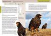 Aves Terrestres de la Patagonia [Terrestrial Birds of Patagonia]